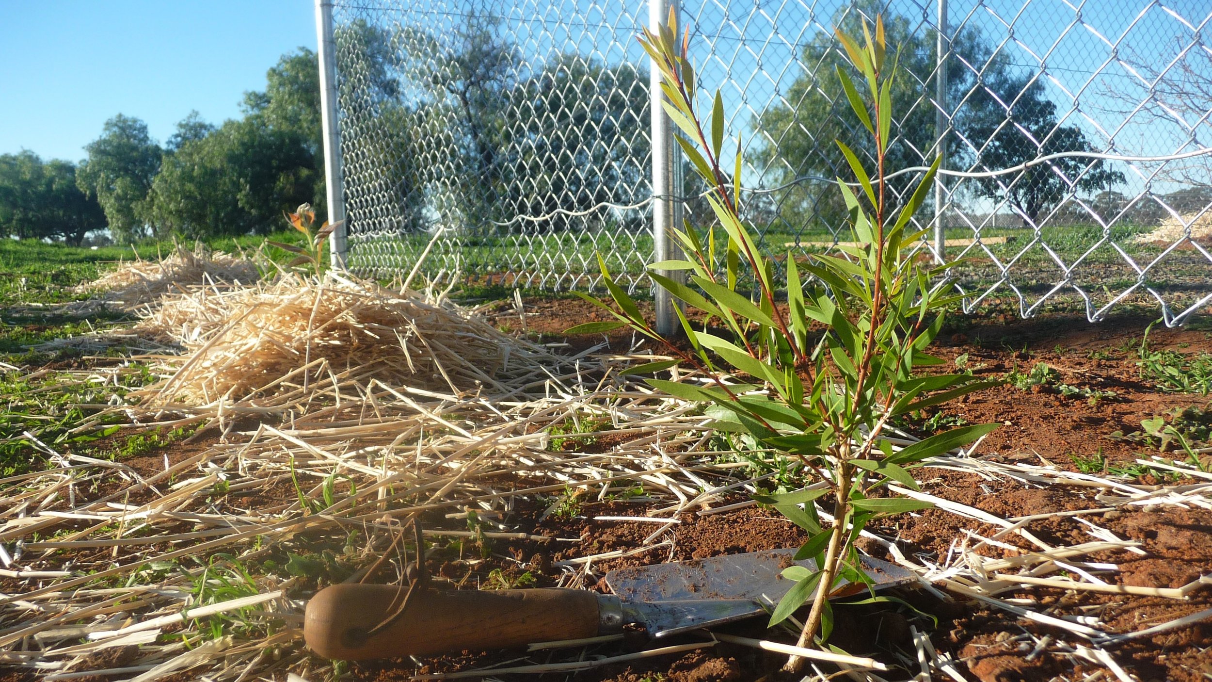  A seedling planted in front of the new fence.   June 2019  