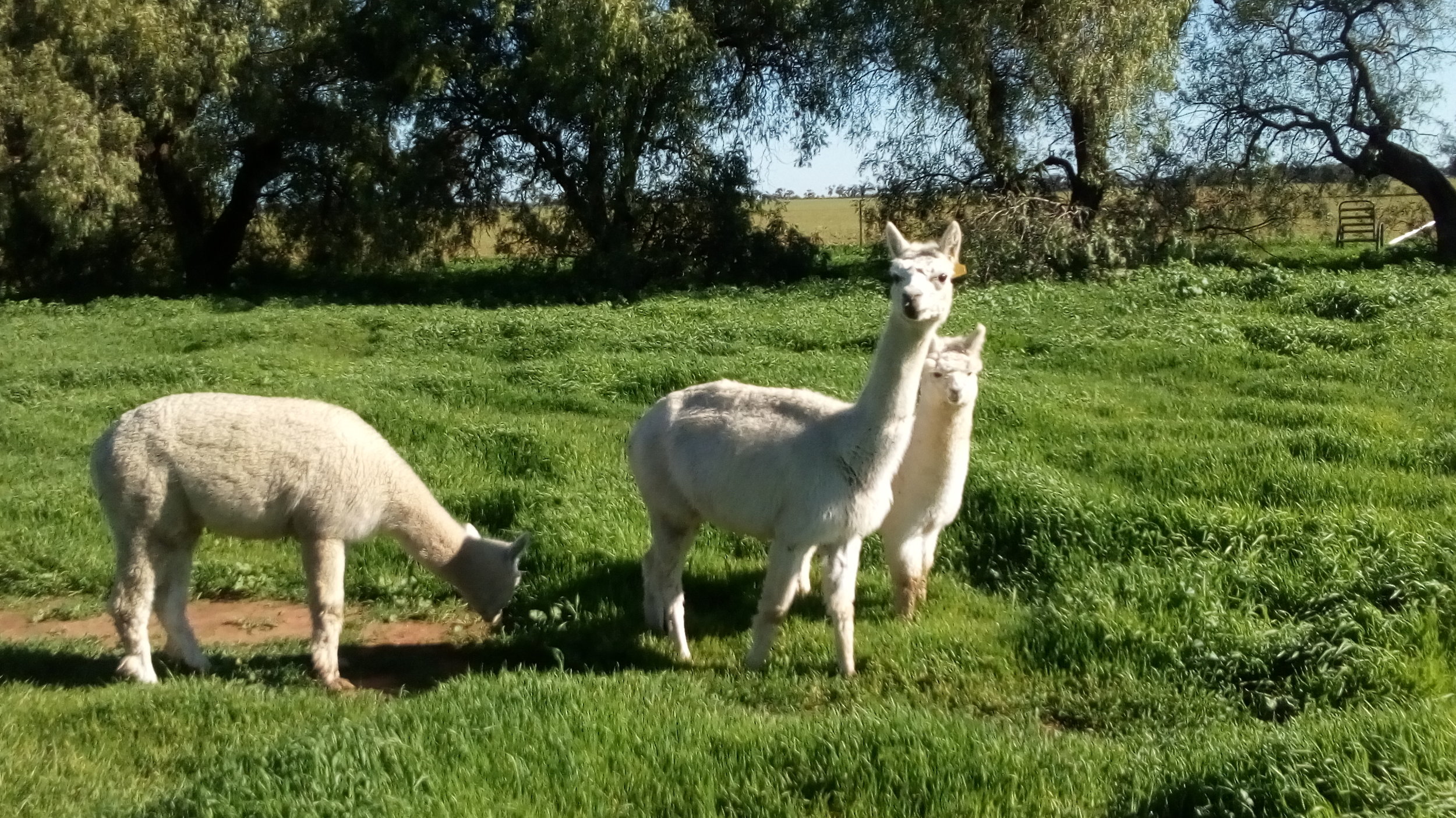  The alpacas exploring their new home.   July 2019  