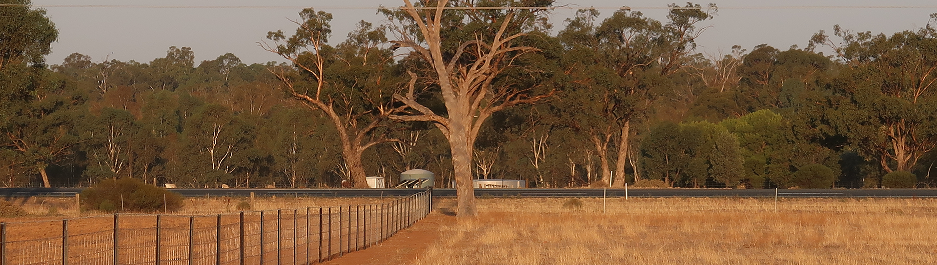 Front paddock, looking east towards the Cobb Hwy. March 2019
