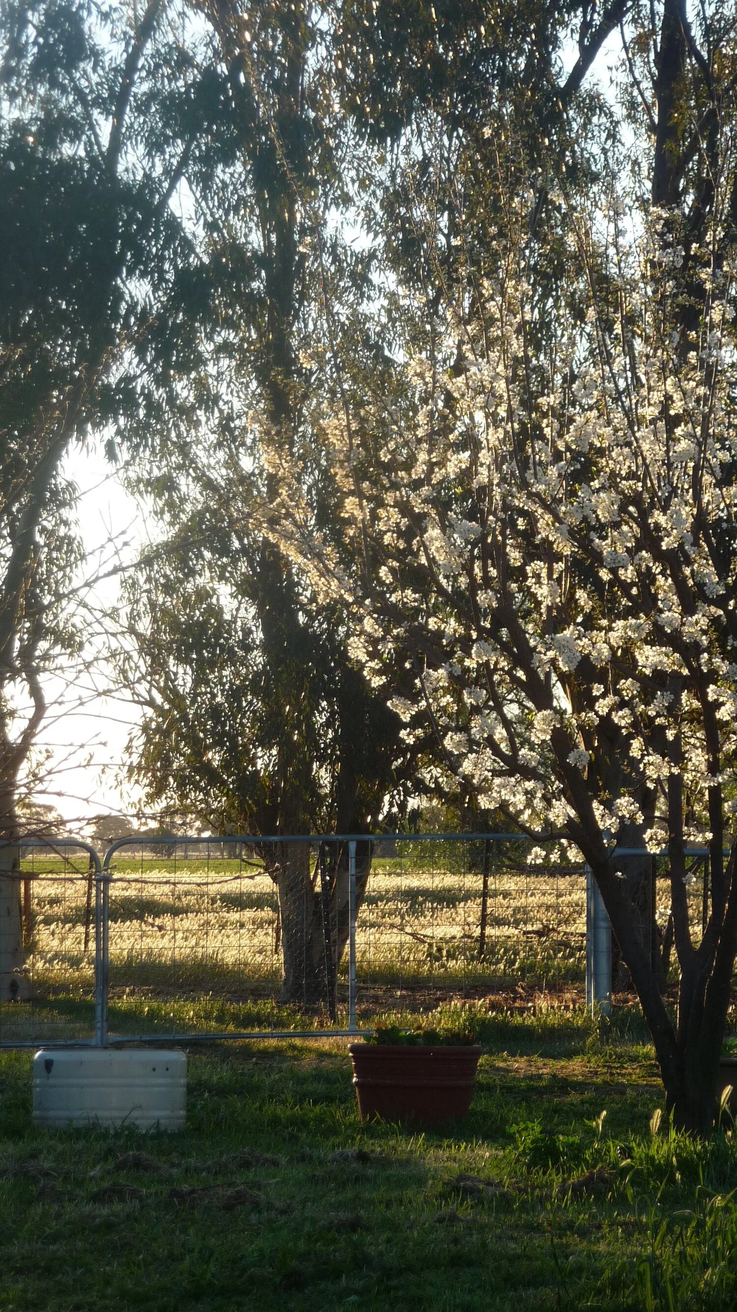 The Monastery garden in springtime.