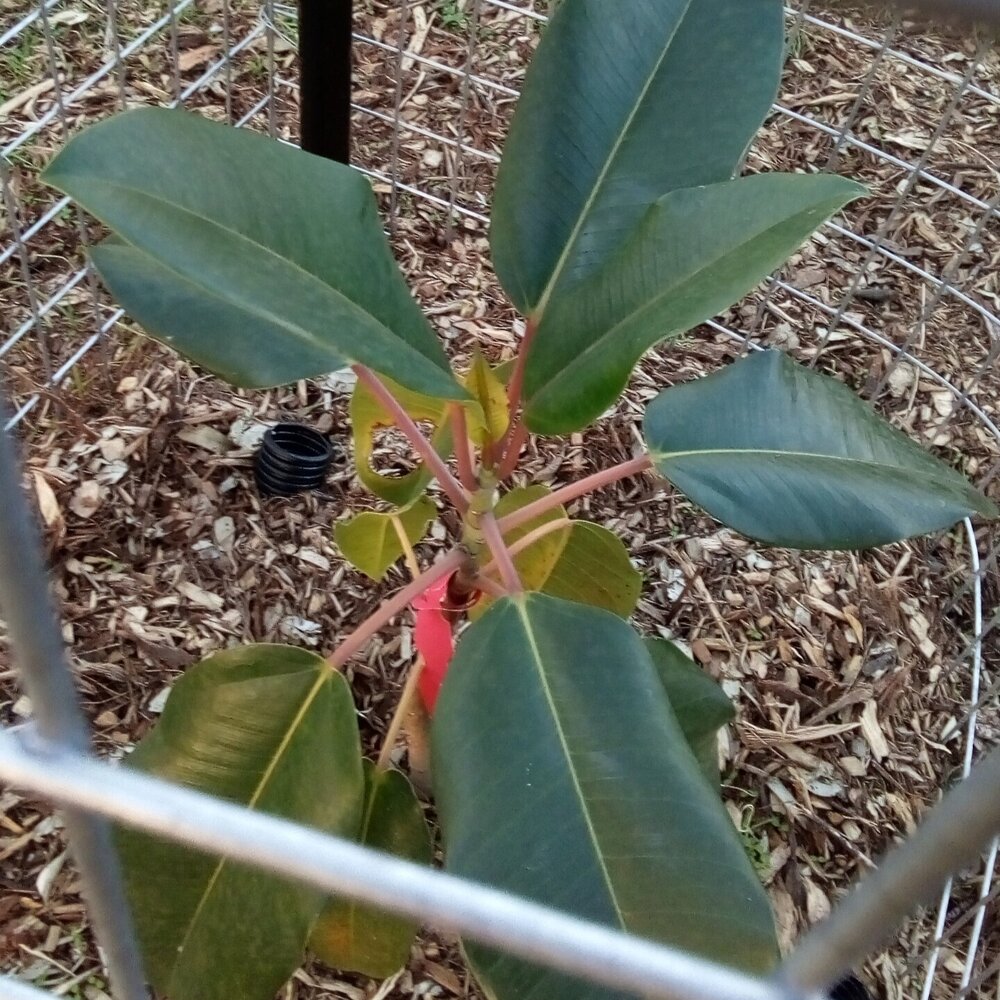 Morton Bay Fig seedling, planted by a generous benefactor