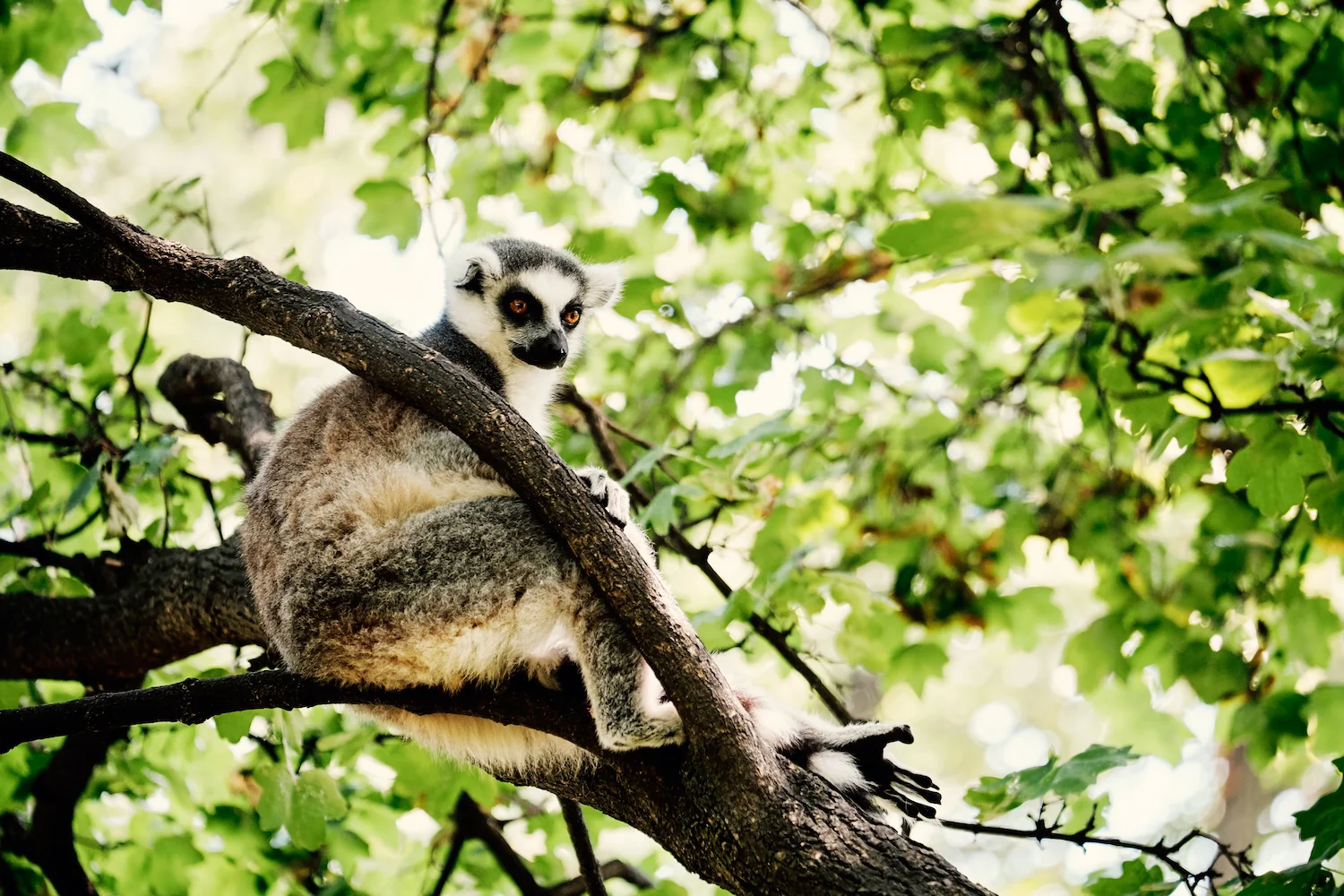 lemur 1.jpg