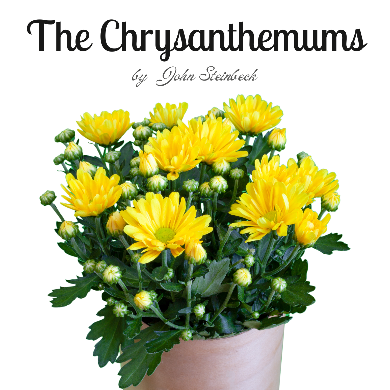 Weekly Parent Reading Group: The Chrysanthemums