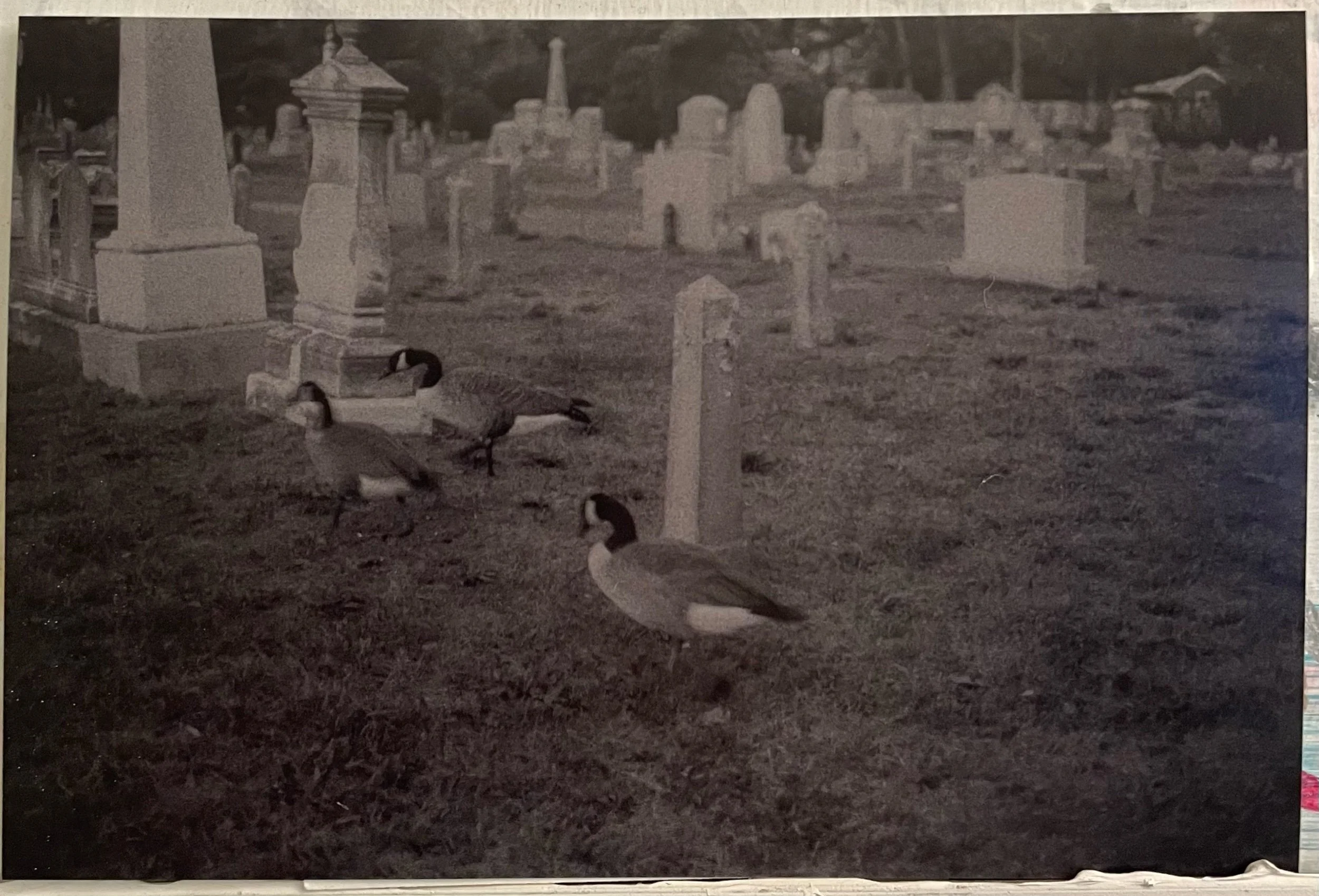 Cedar Grove Cemetery