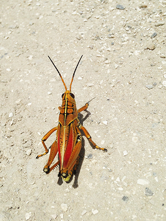 gladesresort_thegladesrvresort_nature_lubbergrasshopper_florida.png