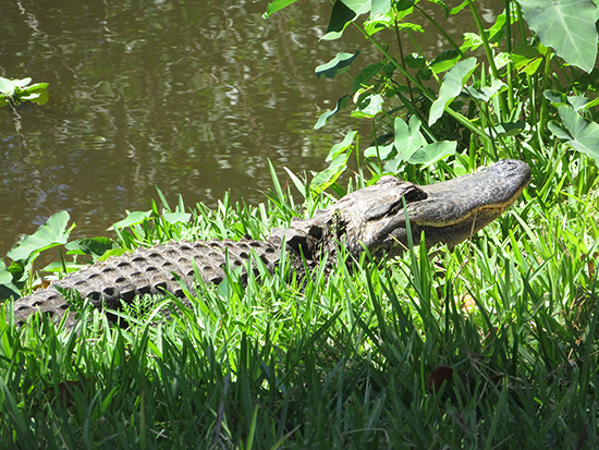 thegladesresort_naturesightings_alligator_wildlife.png