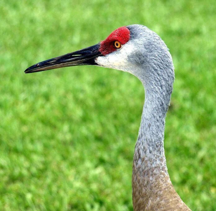 Sandhill Cranes
