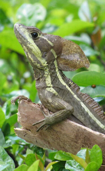 The Brown Basilisk Lizard
