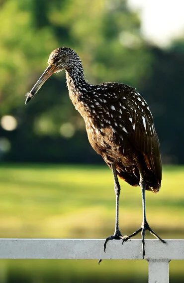 Limpkins