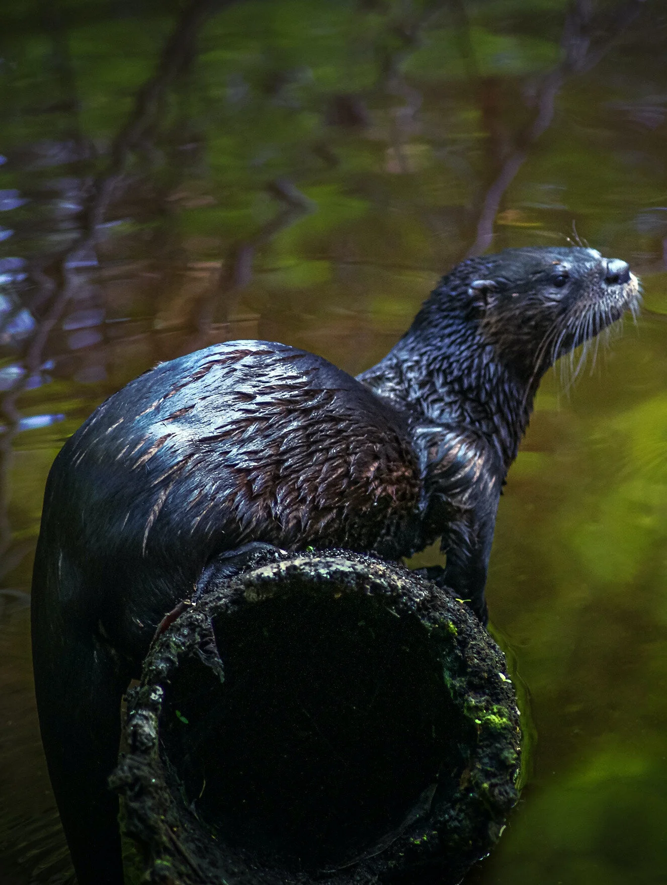 The River Otter