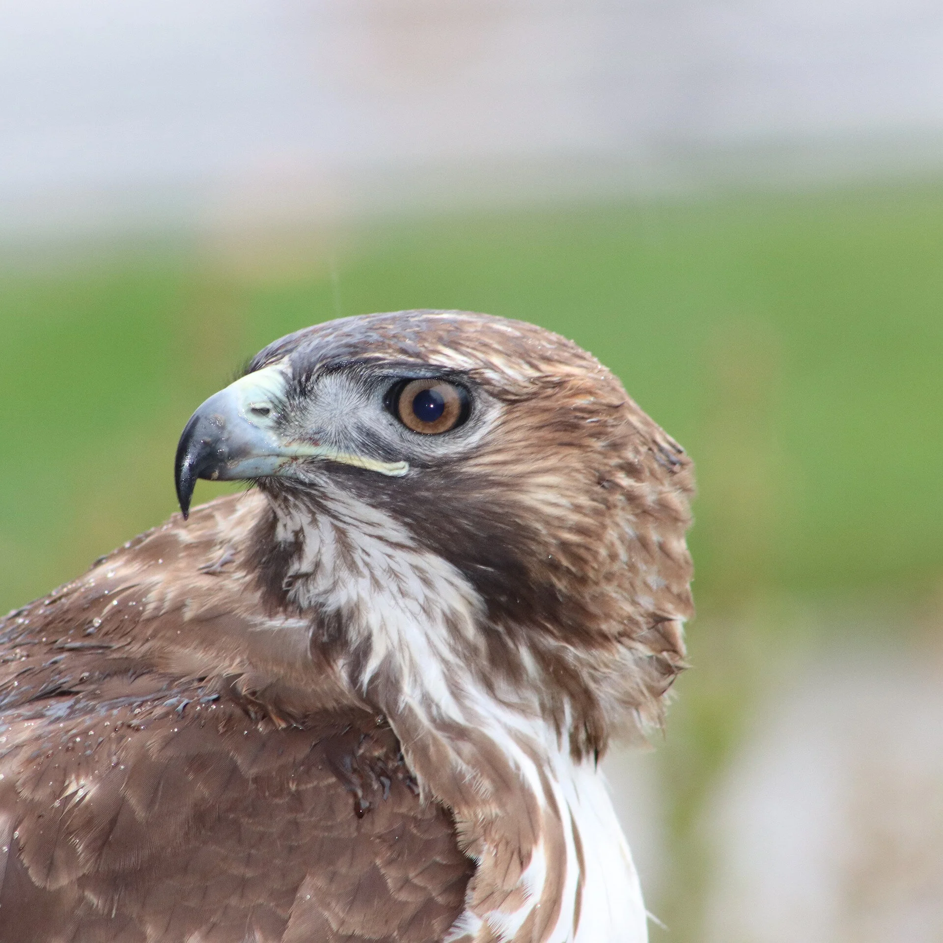 Red Tailed Hawks