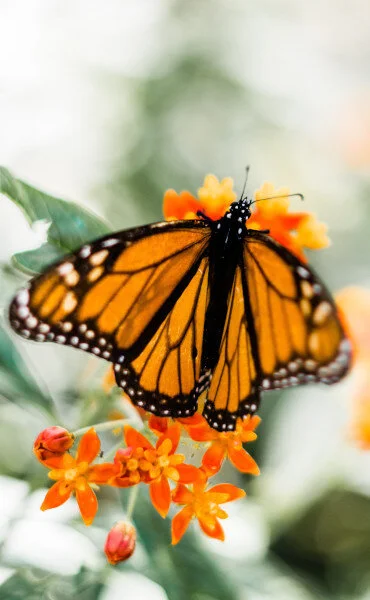 Monarch Butterflies
