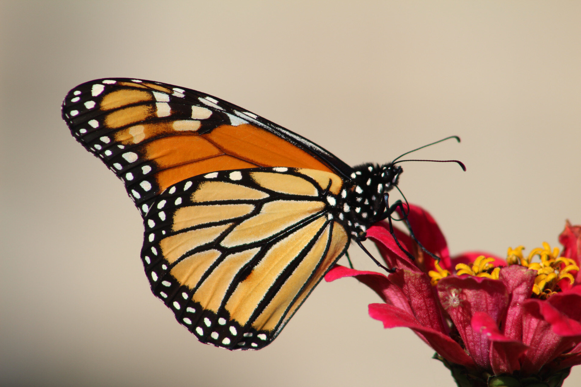Monarch Butterfly Glades Resort Triptych 3 SM.jpg