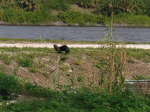 tgr_amenities_otters_nature.jpg