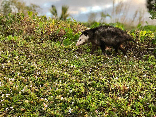 tgr_amenities_Opossum_nature.jpg