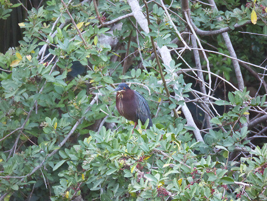 tgr_outdoor_recreation_black_crowned_night_heron2.jpg