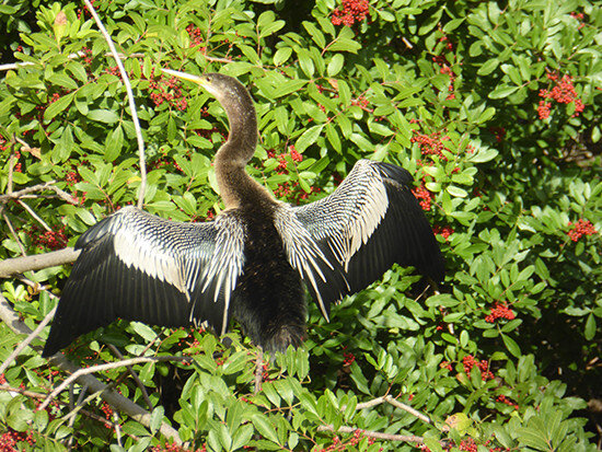 tgr_outdoor_recreation_anhinga1.jpg