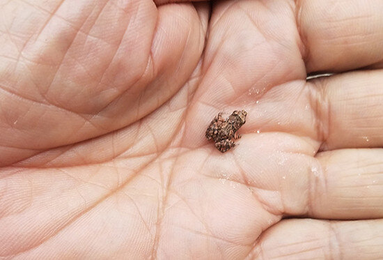 tgr_outdoor_recreation_tiny_frog.jpg