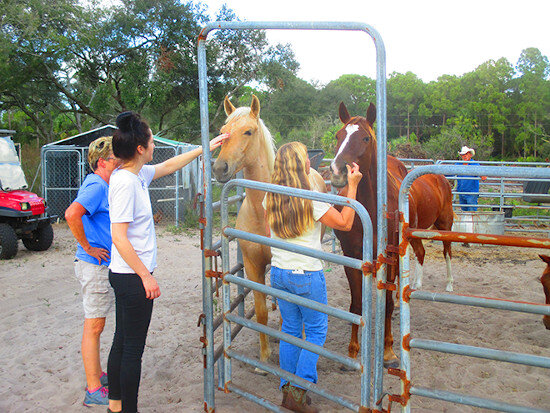 tgr_outdoor_recreation_horses.jpg