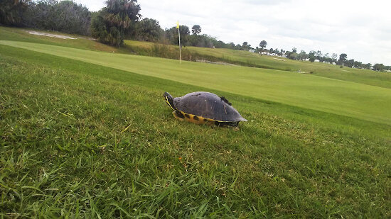 tgr_golf_rates_turtle.jpg