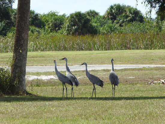 tgr_golf_rates_sand_hill_cranes.jpg