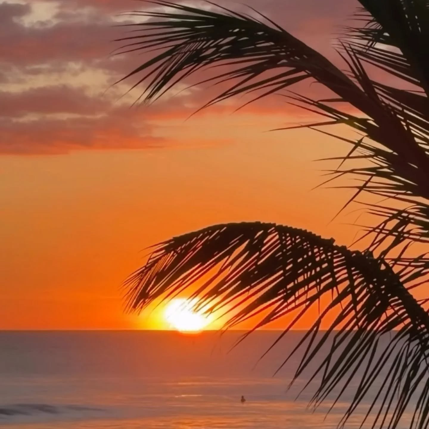 Traveling somewhere warm? We're stocked with lots of new clothing and surf gear for your trip ☀️🌊🌴
📷 @jeremyconte