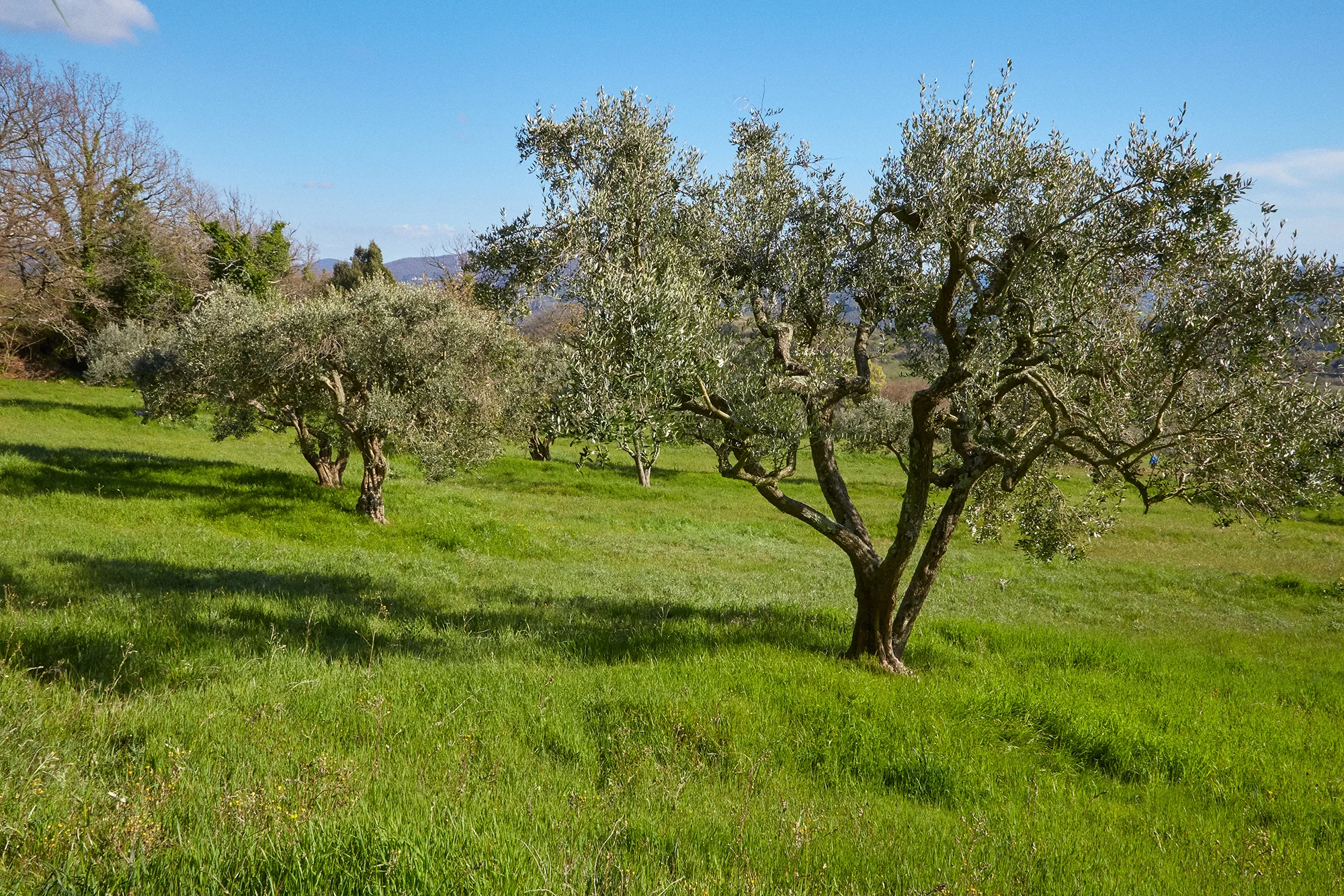 TwoCentsPress-Art-Residency-Tuscany20190409_23.jpg