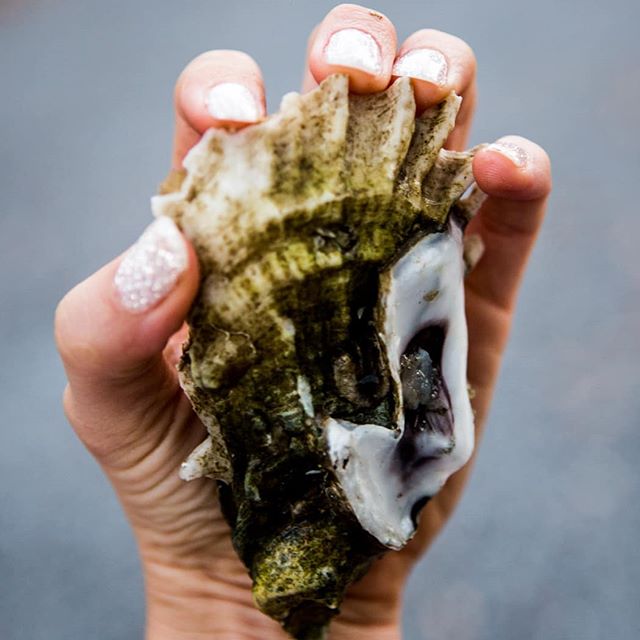 When it's Thursday, you're ready for Friday; you're a monster oyster, AND you're ready to party.
Sparkly party nails courtesy of @shelbyring .
.
.
📸: @rubyriotcreatives 
#thelifeofanoysterman #thesecretlifeofoysters #kiawahcups #oysterpointseafood #
