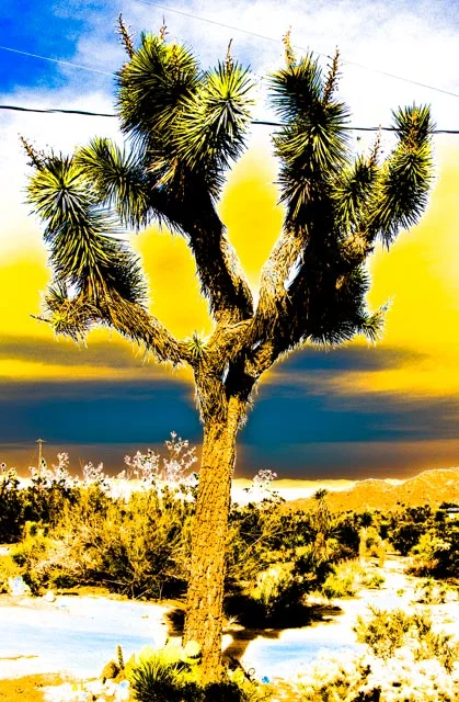 Joshua Tree Yellow/blue