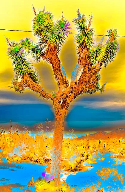 Joshua Tree: Blue/Brown/Yellow