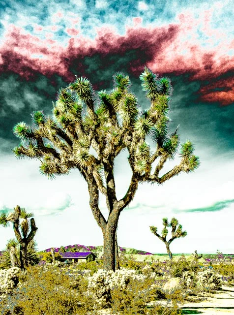 Joshua Tree Storm Clouds