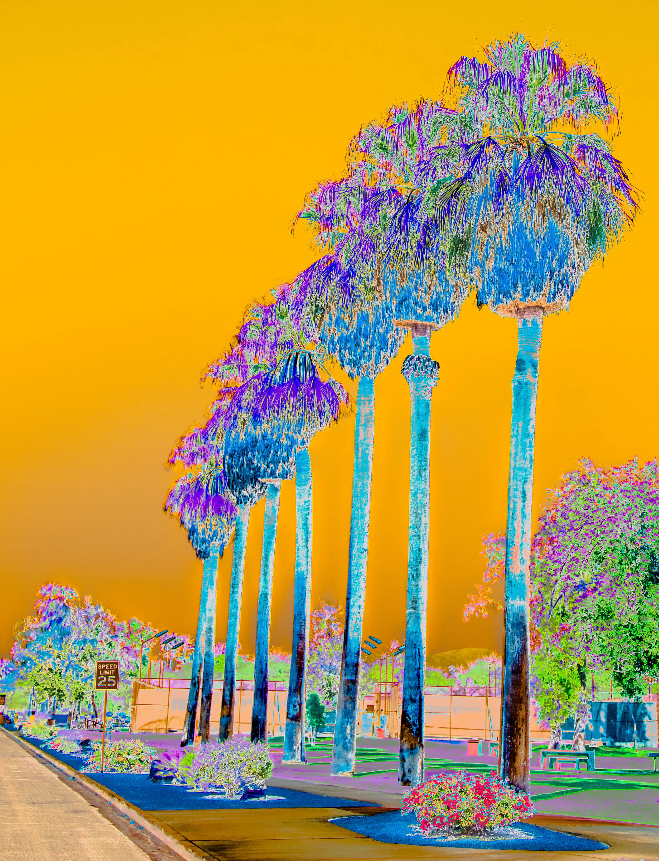 Eight Palms