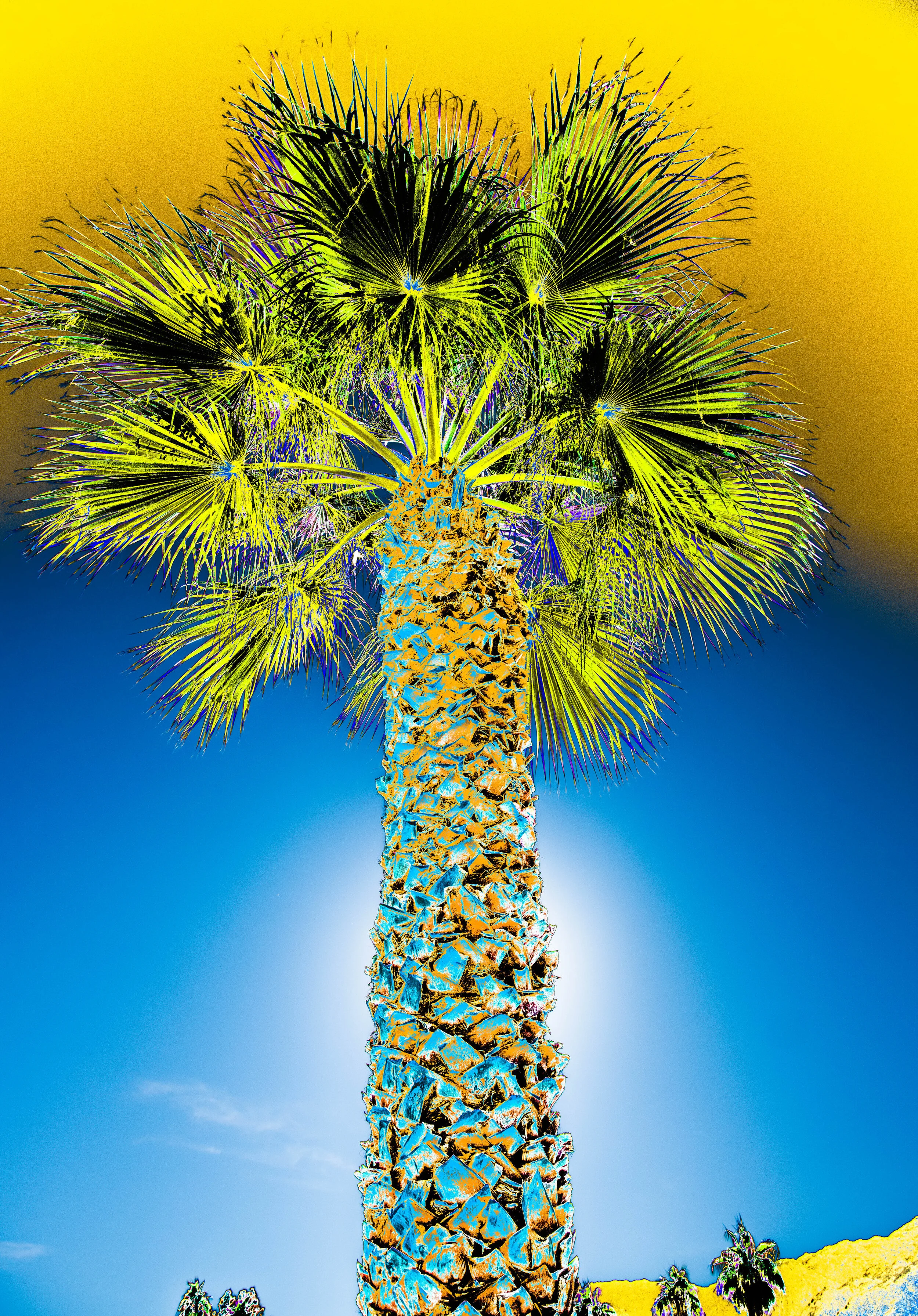 Tall Palm Yellow/Blue Sky