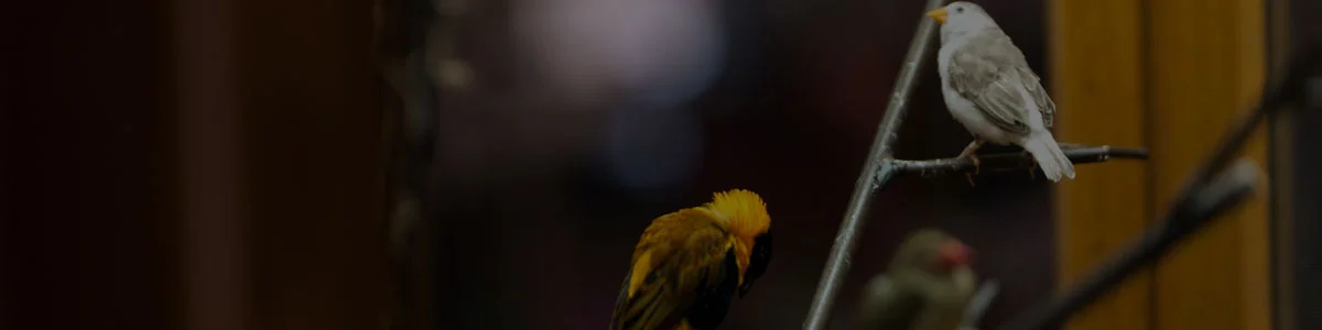 St. Louis Residents Enjoy our Family of Birds