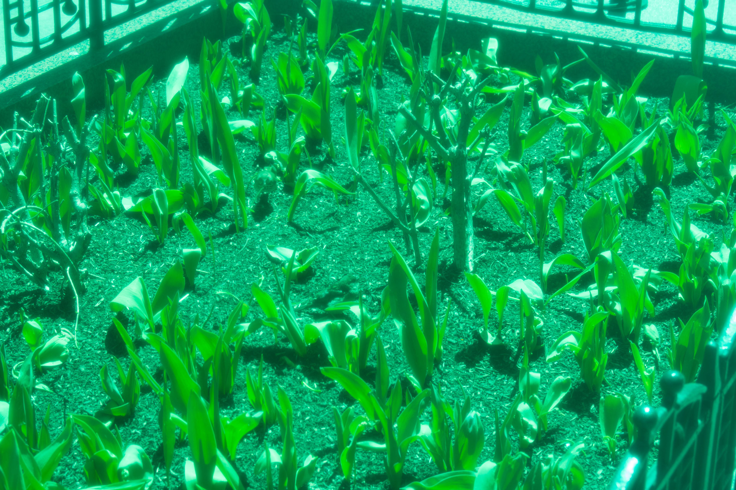 Green-62.jpg