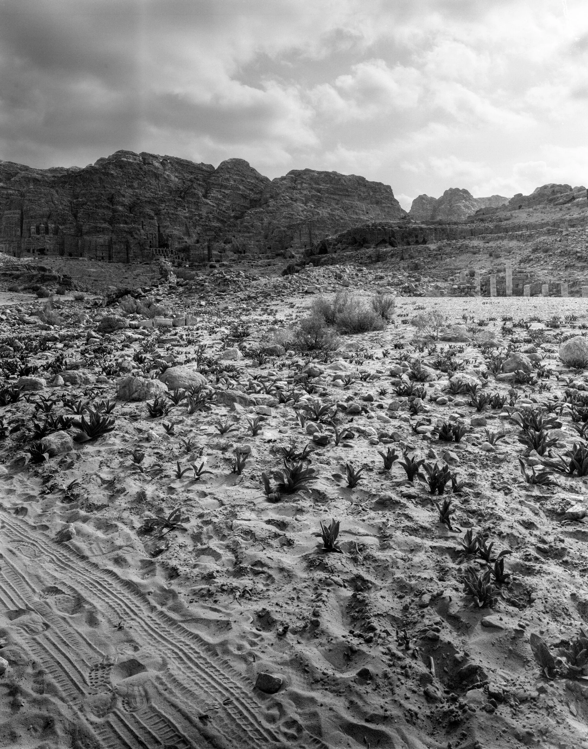 aclf253-Edit.jpg
