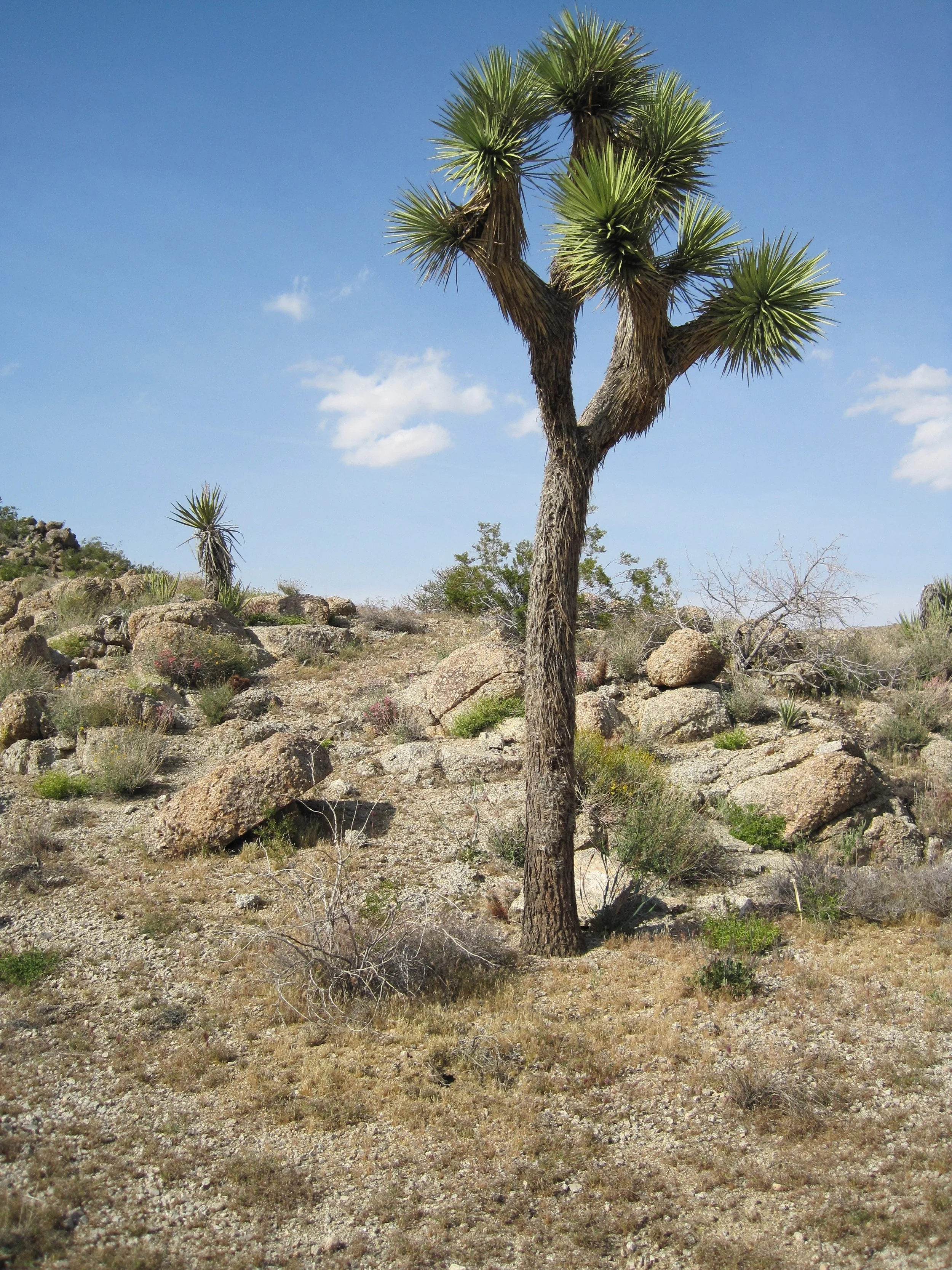 joshua-tree-545485.jpg