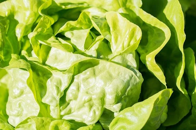 lettuce.jpeg
