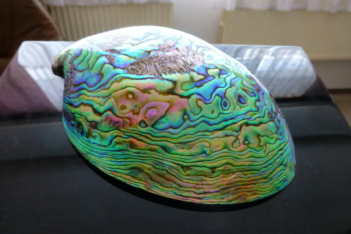 Lid.jpg