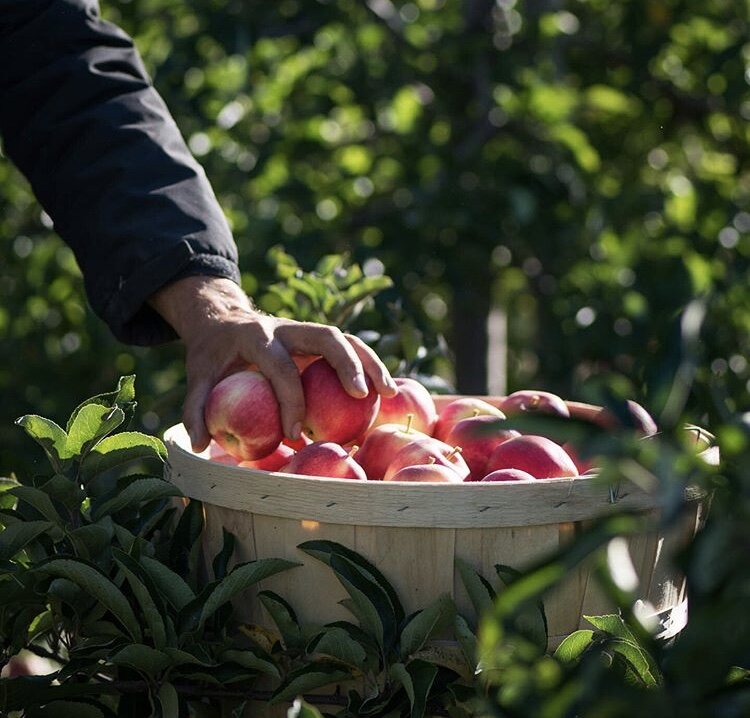 ApplePicking.jpg