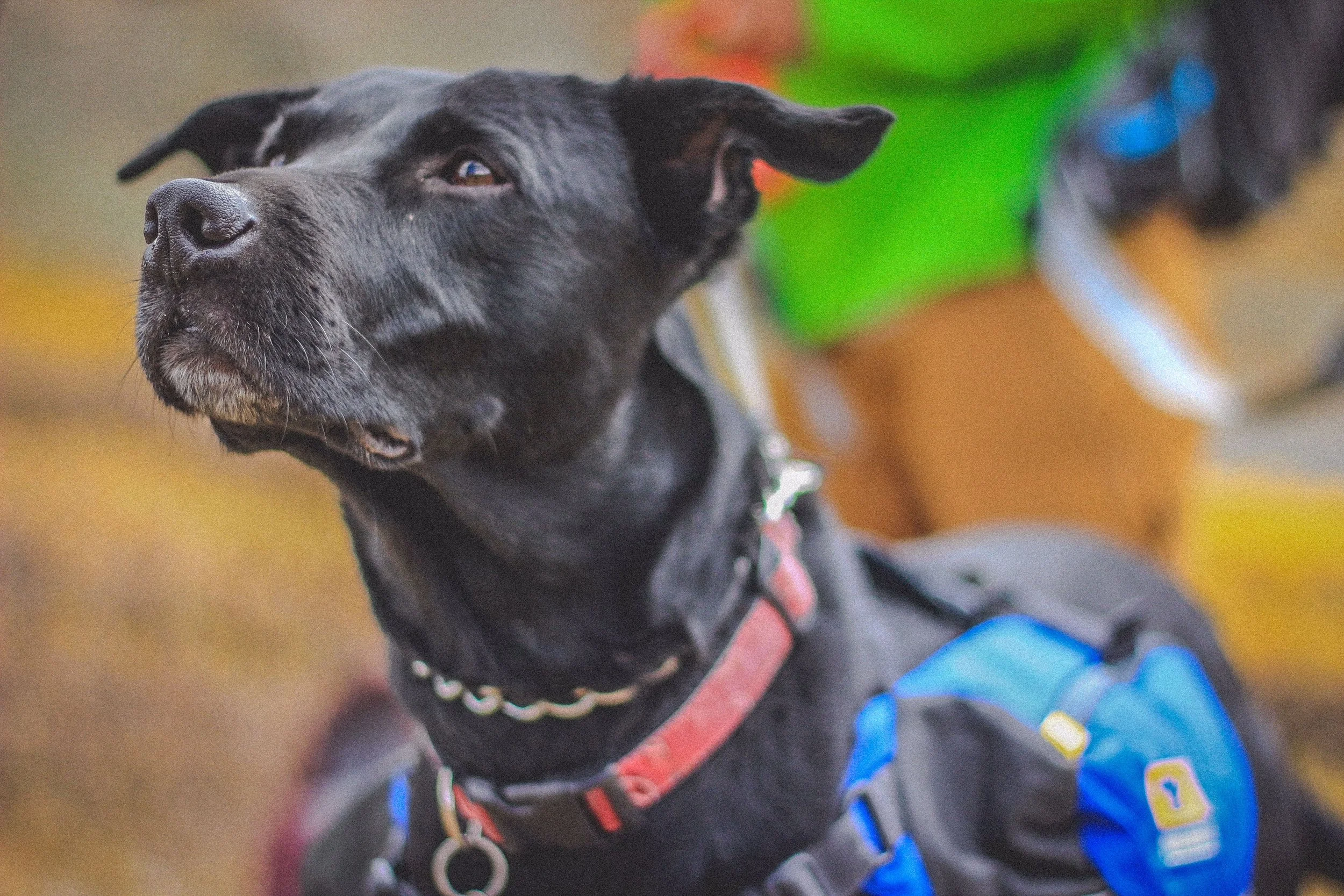 Beyond the Fences - A Tribute to Reno, the 'Problem' Dog Who Stole Our Hearts