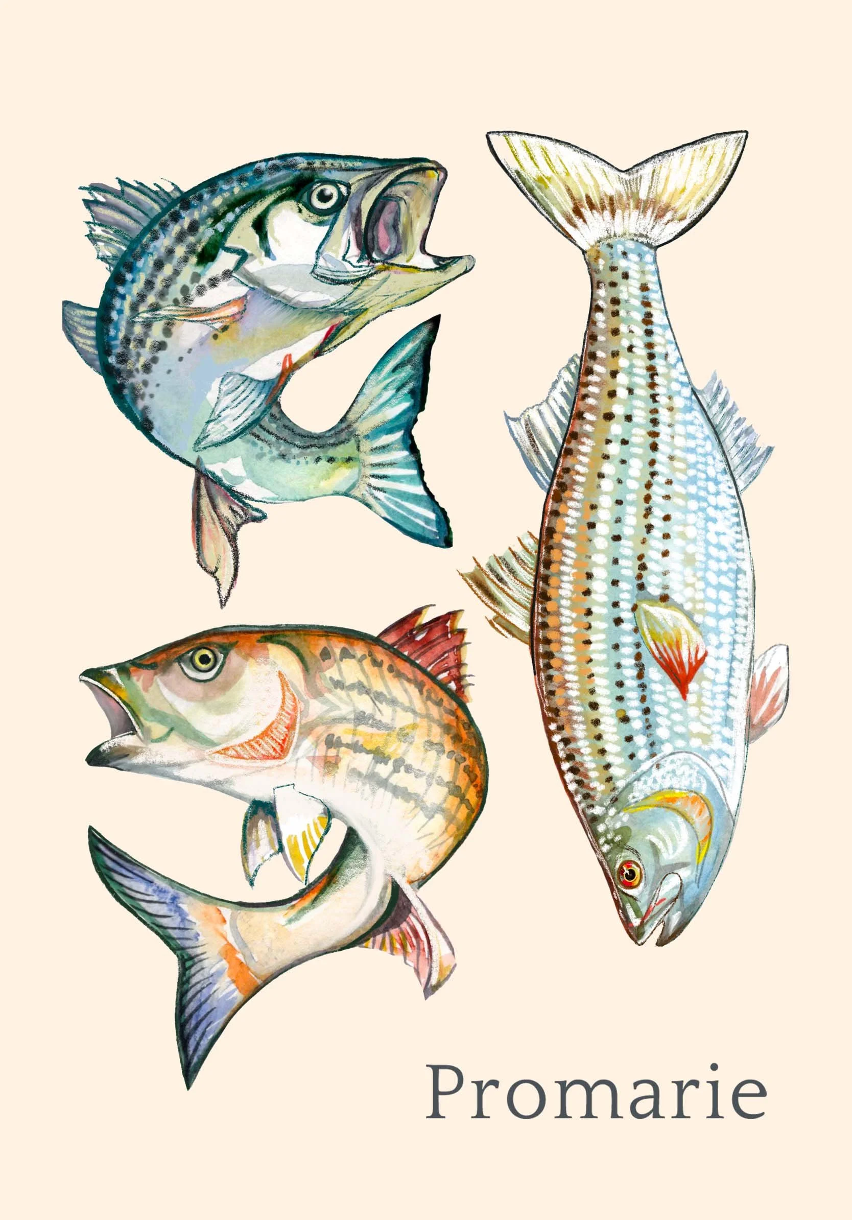 Watercolor Fish Illustration by Promarie