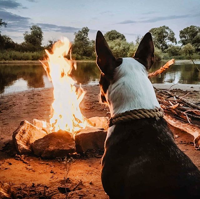 Still dreaming about the weekend. 📷 : @iamwesi .
.
.
.
.
#RoamFree #Roamerwines #bullterrier #campfire #bestfriend #mothernature #camping #liveoutdoors  #instagramdogs #dogsofinstagram