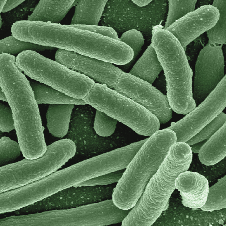 bacteria.jpg