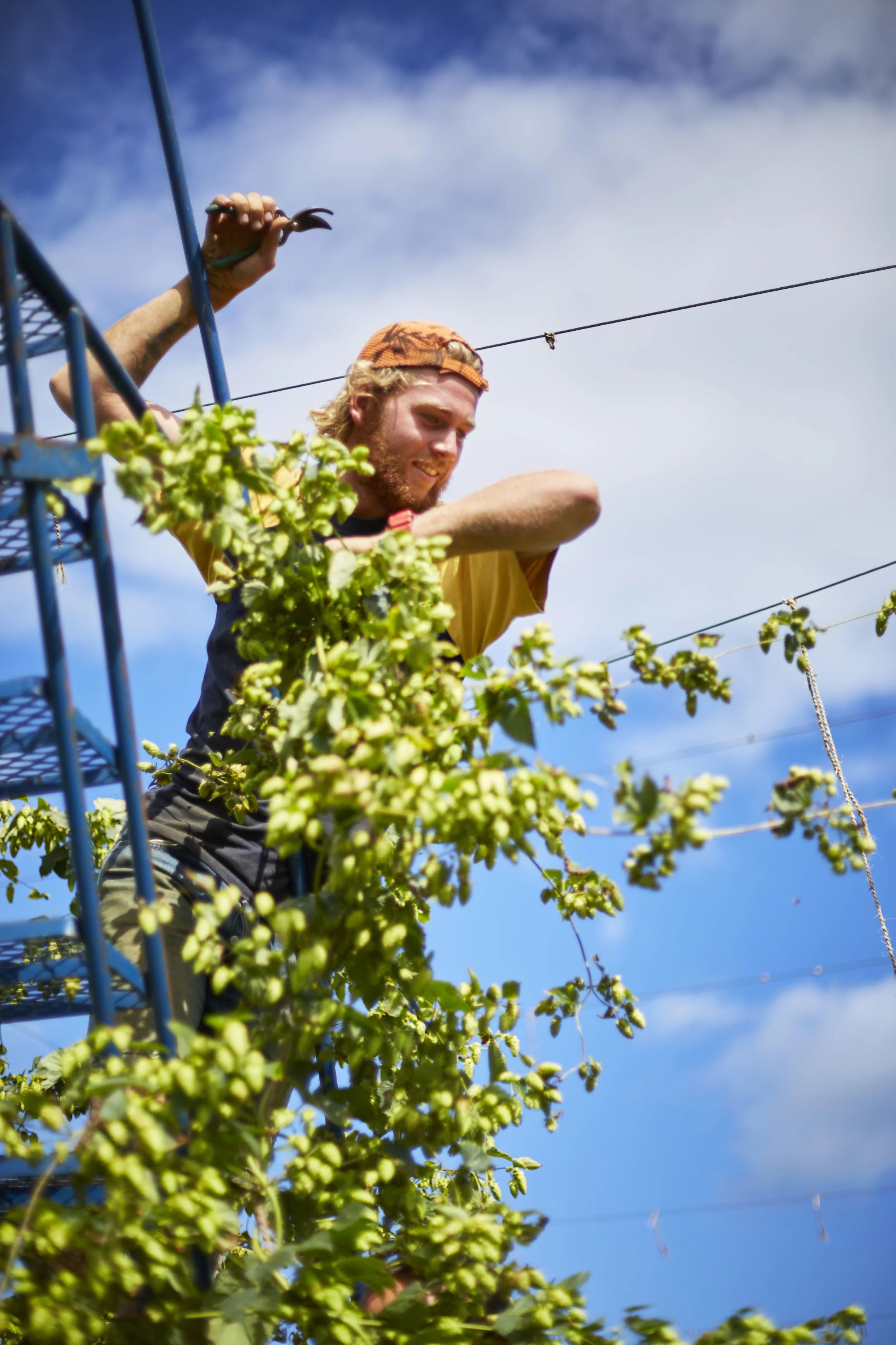 Sean Willcock harvesting cascade C., 2019