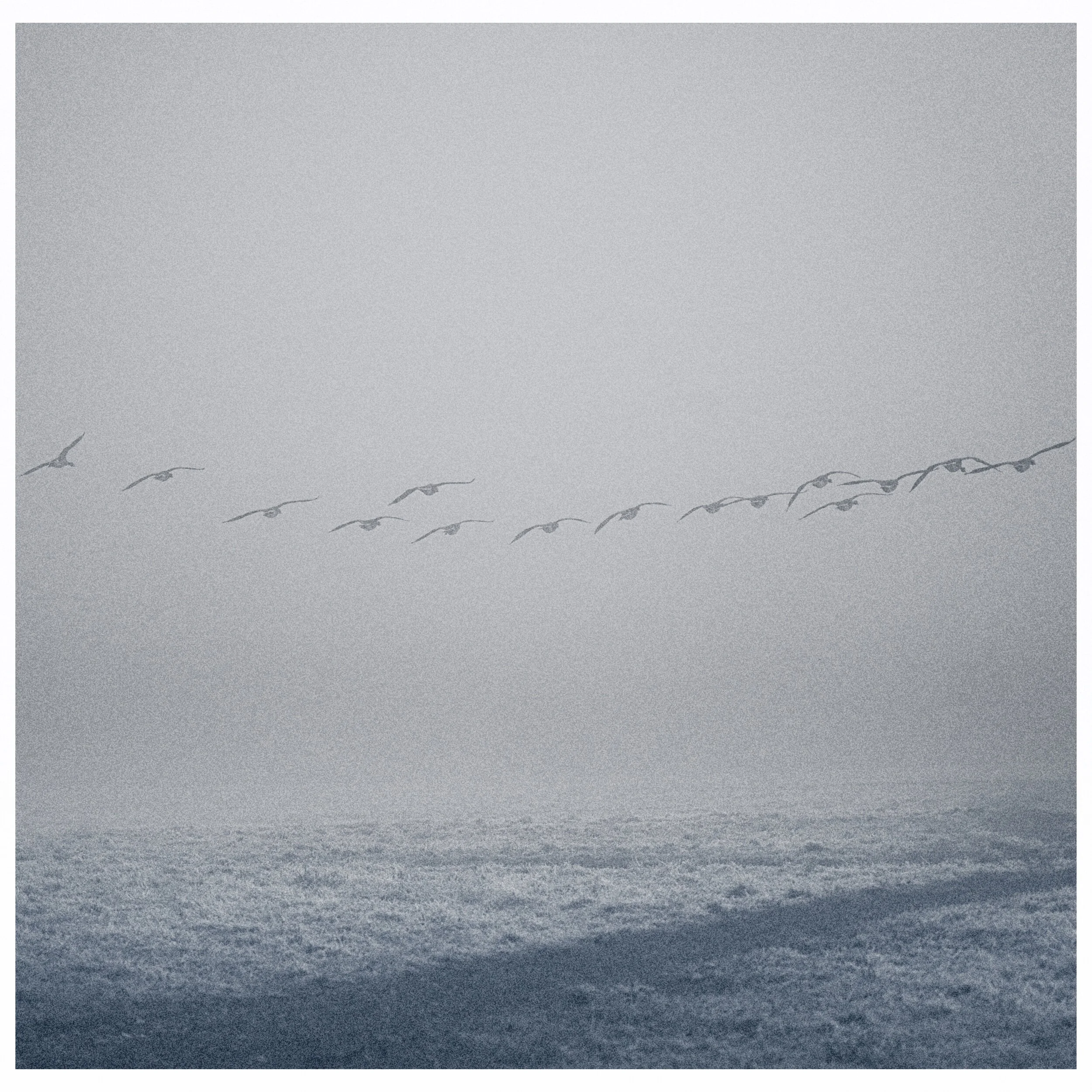 Skein of Geese, The Hook, Lady Bay, January 2019