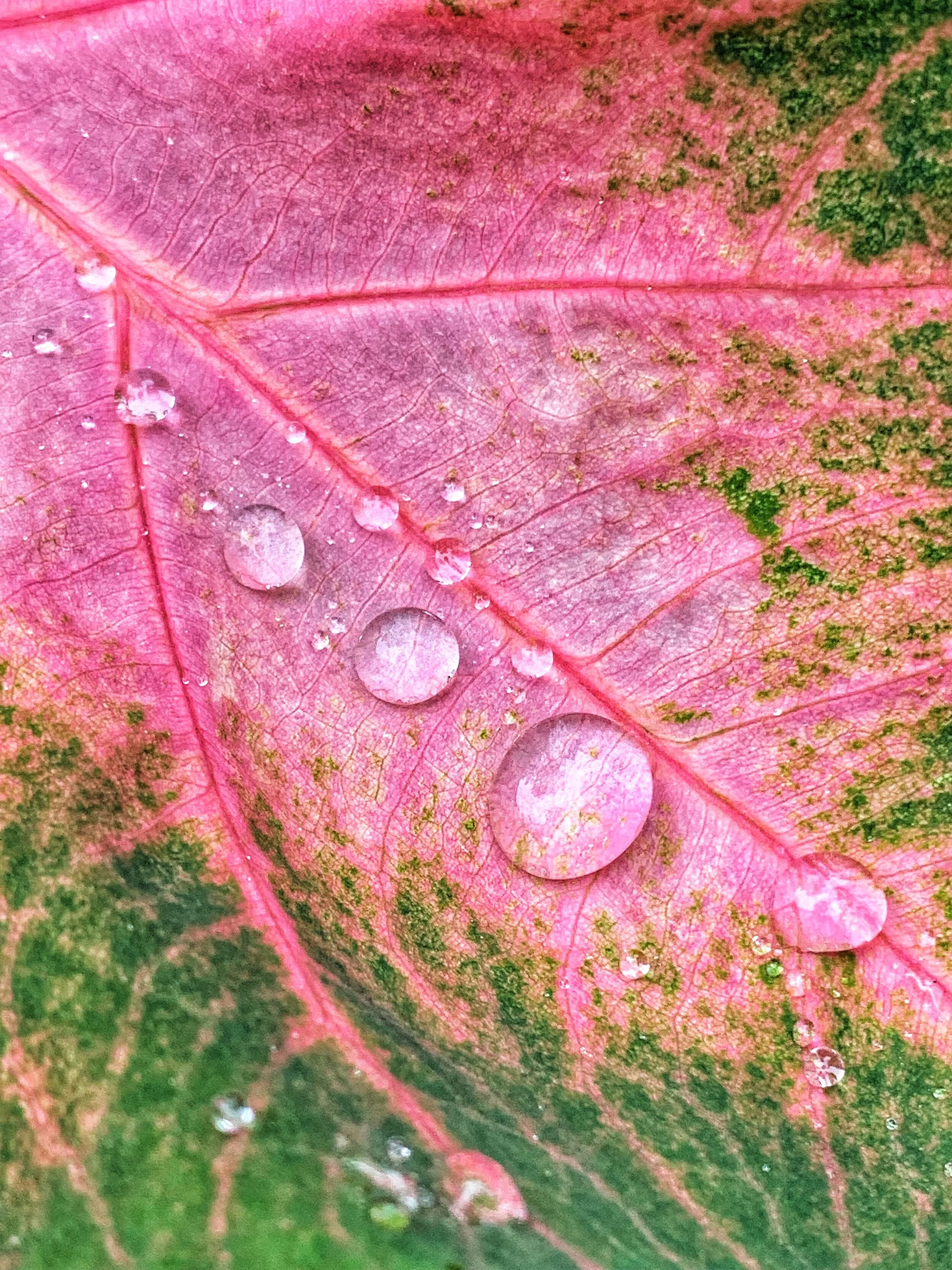 Smartphone Photography Workshop