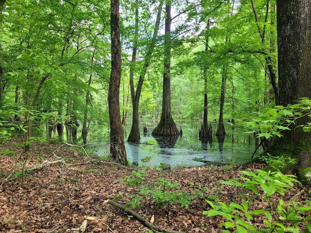 BEGINNING BIRDER / workshop 1