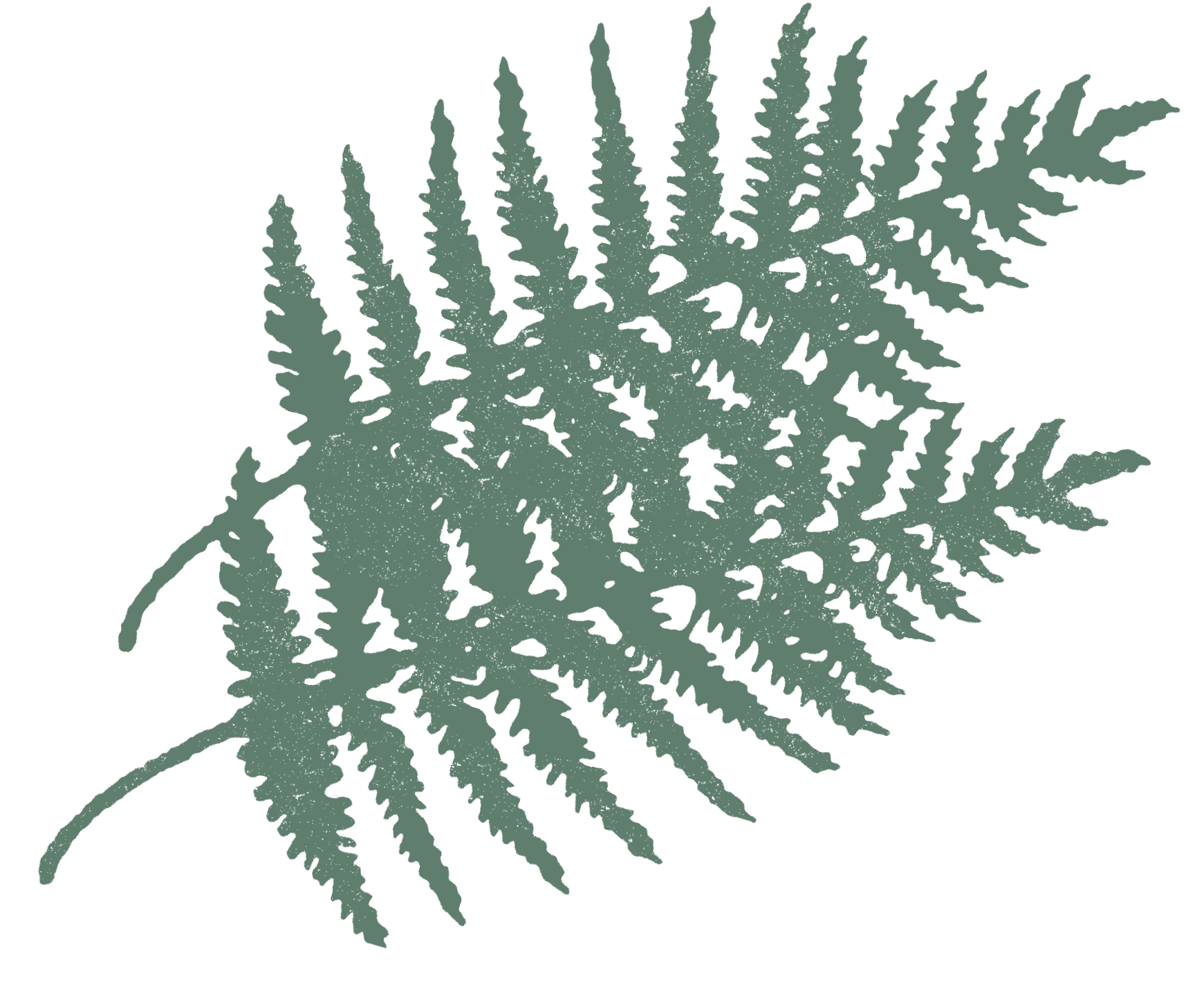 fern-vibes.png