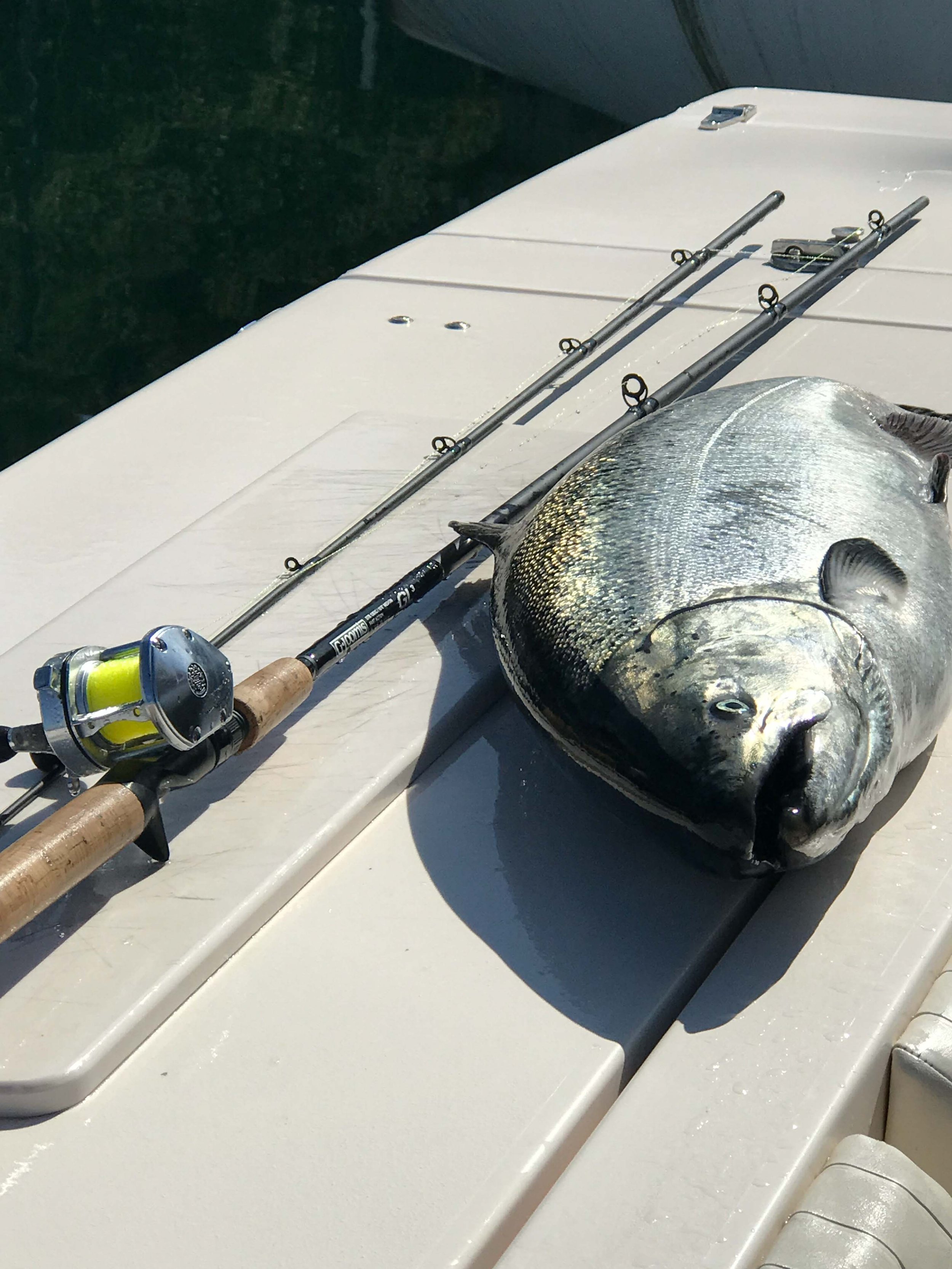 Chinook Salmon and Mooching Rod on the transom of Grady white 232